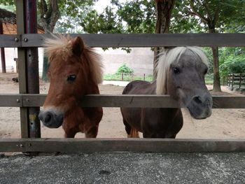 Horse standing in ranch