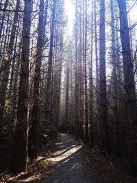 Trail amidst trees in forest