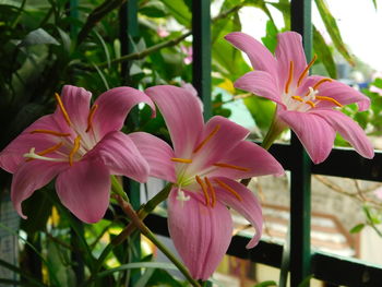 Close-up of pink lilies