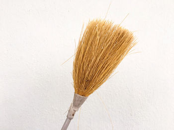 Close-up of bird against white background