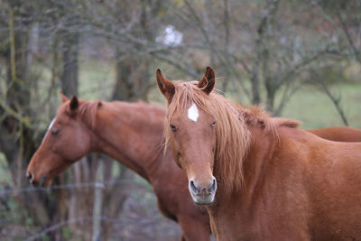 Horse standing in ranch