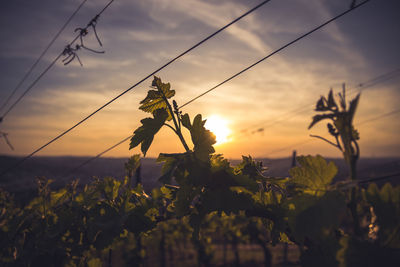 View of leaves with metal cables at dusk