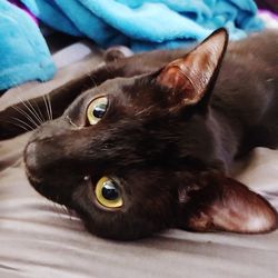 Close-up portrait of cat lying on bed