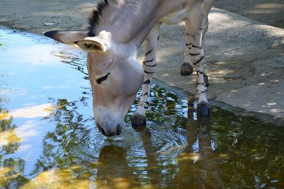 High angle view of horse drinking water