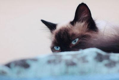 Close-up portrait of a cat