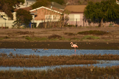 View of birds on the land