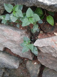 High angle view of ivy growing on plant