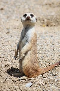 Close-up of meerkat standing on ground during sunny day