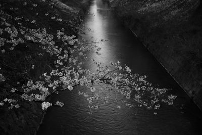High angle view of flowering plants by canal