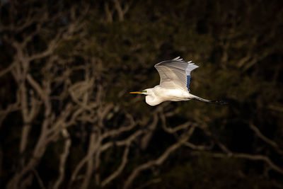 White heron flying