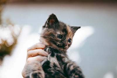 Cat looking away