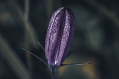 Close-up of butterfly on plant