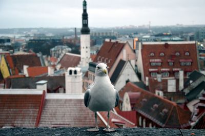 Seagull perching on roof against cityscape
