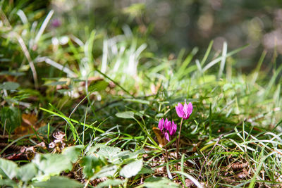 Close-up of purple flowers blooming in field