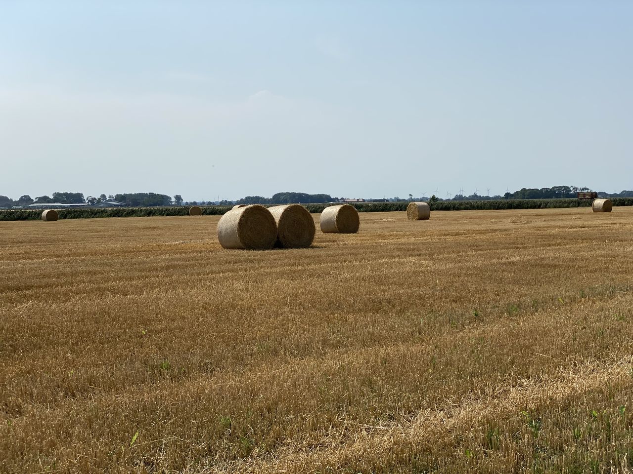 HAY BALES IN FIELD