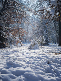 Snow covered land and trees against sky