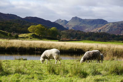 Sheep grazing in a field