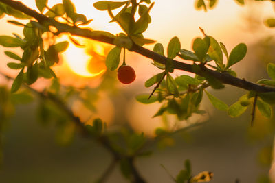 Close-up of red fruit on tree