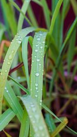 Close-up of raindrops on grass