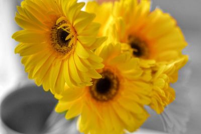 Close-up of sunflower