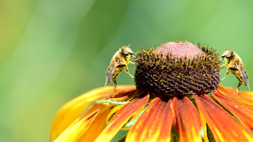 Close-up of insect on yellow flower