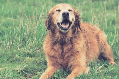 Close-up of golden retriever resting on grassy field