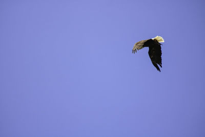 Low angle view of eagle flying against clear blue sky