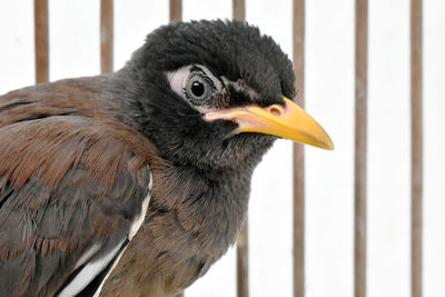 Close-up of bird perching