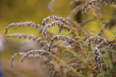 Close-up of plant