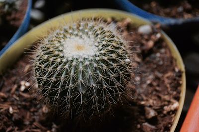 Close-up of cactus