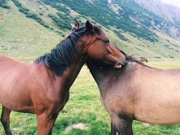 Side view of brown horses on field against mountain