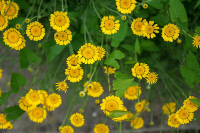 High angle view of yellow flowering plants on field