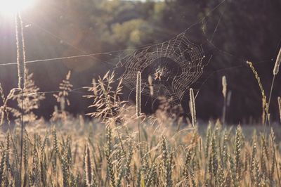 Close-up of spider web on plant