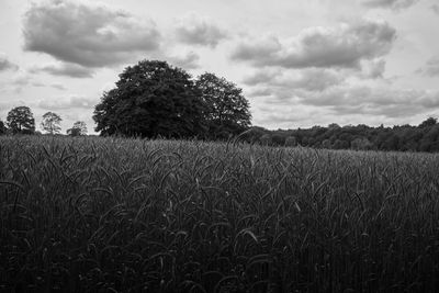 Scenic view of field against cloudy sky