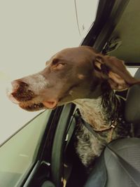 Dog looking through car window