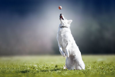 Dog playing with ball on field