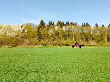 Scenic view of agricultural field against trees and sky