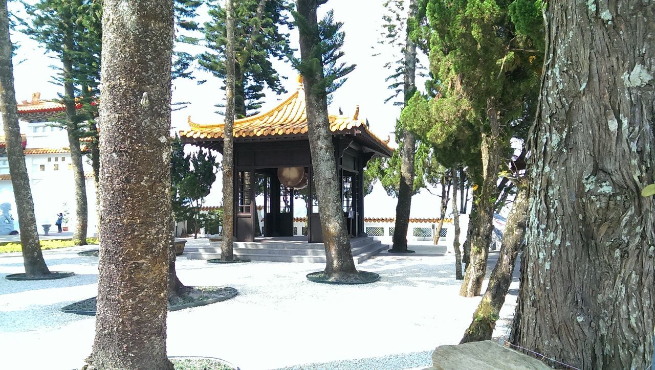 tree, tree trunk, built structure, architecture, building exterior, wood - material, growth, sunlight, tranquility, nature, shadow, day, house, wooden, outdoors, branch, no people, tranquil scene, bench, beauty in nature