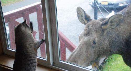 Close-up of horse by window