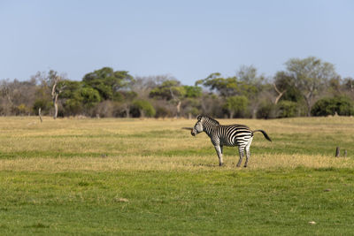 View of a zebra on field