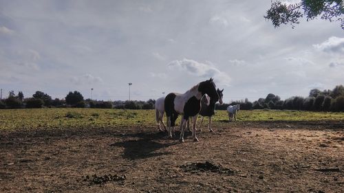 Horses standing on field against sky