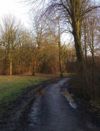 Road amidst trees against sky