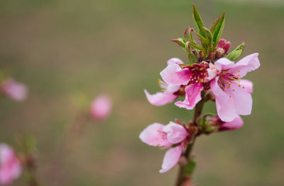 Close-up of pink cherry blossom