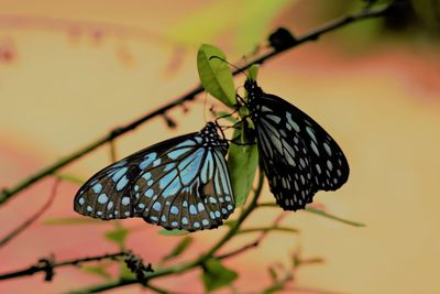 Close-up of butterfly perching on leaf