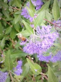 flowering plant