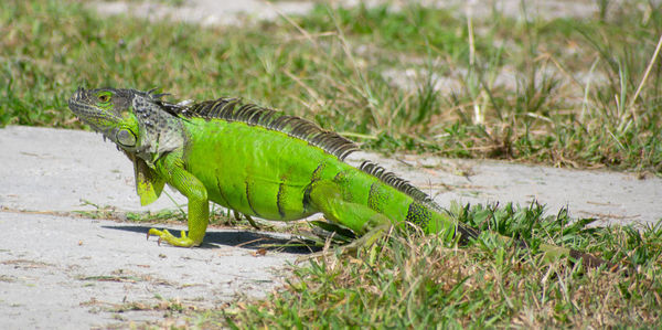 Side view of lizard on land