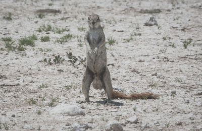 Meerkat on field