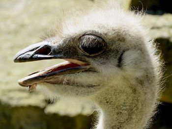 Close-up of emu at dublin zoo