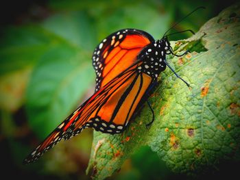 Close-up of butterfly on plant