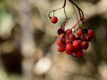 Close-up of red berries on tree